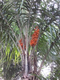 Astrocaryum aculeatum G.Mey. palmtree with its fruits