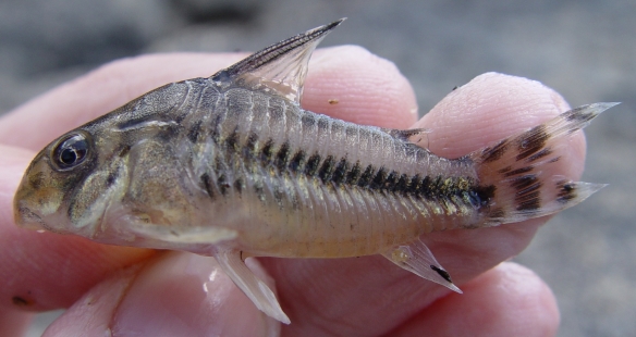 Corydoras Boesemani (Nijssen & Isbrücker 1967)