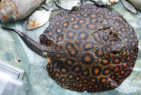 Potamotrygon Boeseman (Rosa, Carvalho & Almeida Wanderley 2008)