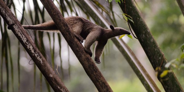 Tamandua tetradactyla