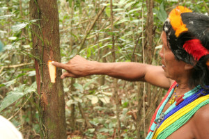 Listen how shaman Amasina imitates the sound a South American tapir