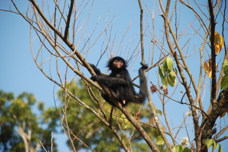 Juvenile