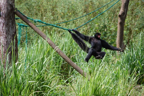 Paramaribo Zoo