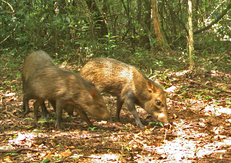 Collared Peccary | Biodiversity Database Suriname