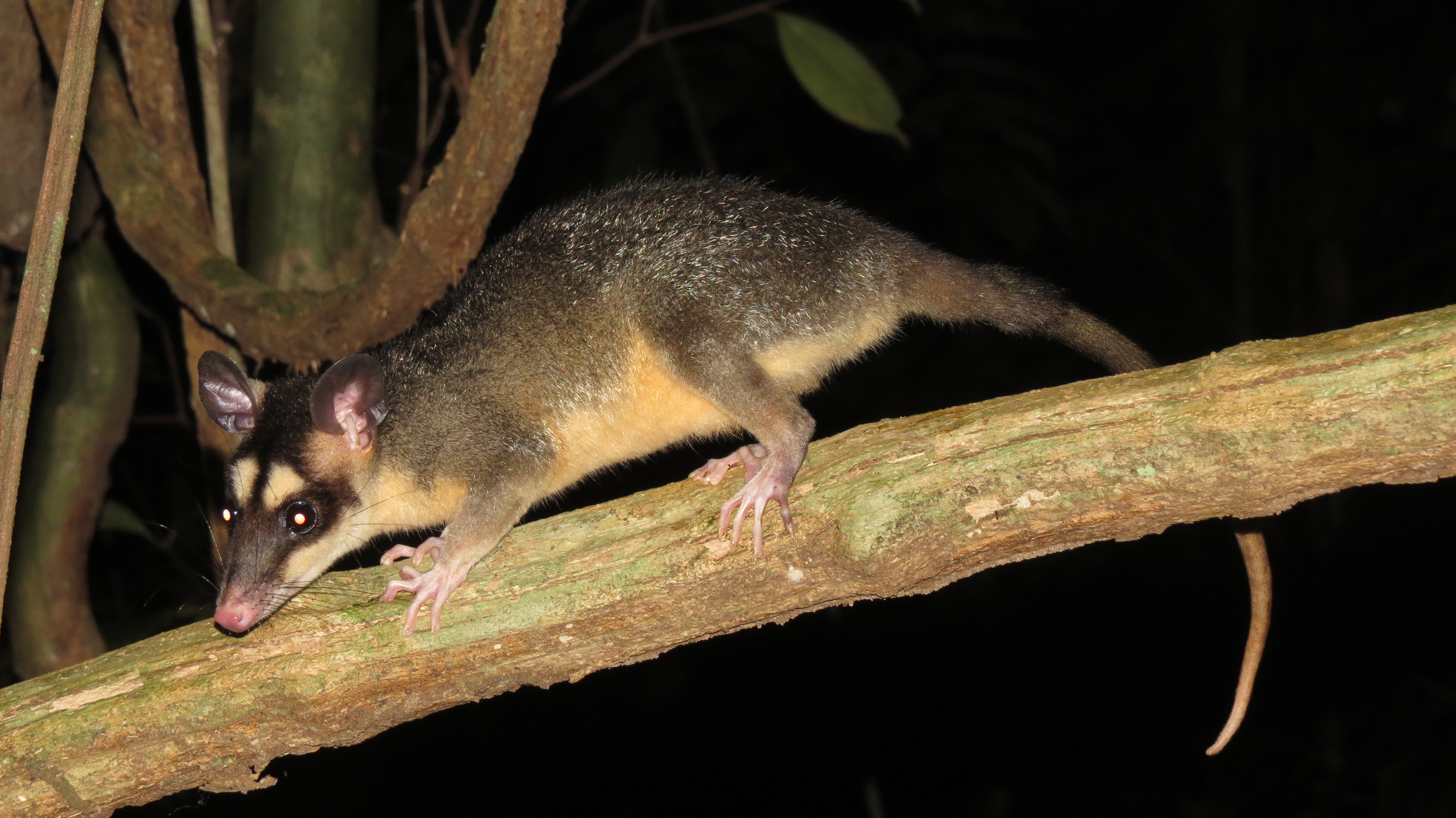 Gray Four-eyed Opossum.