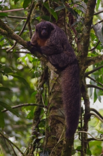 Female