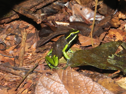 Tadpoles on the back