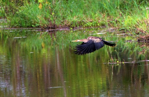 juvenile