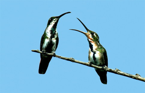 female+juvenile