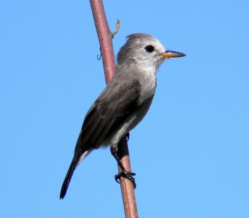 female