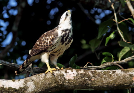 juvenile