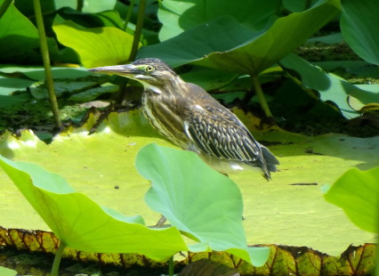 juvenile