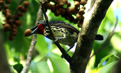 female