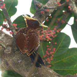 female