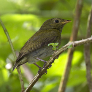 female