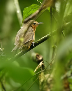 female