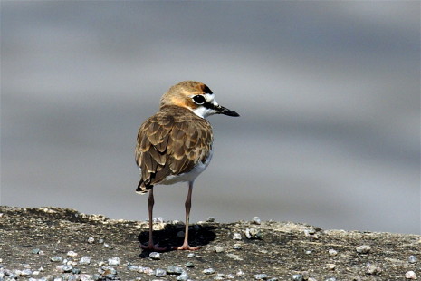 breeding plumage