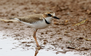 winter plumage