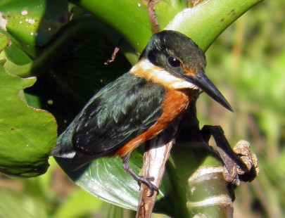 male