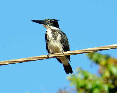 female