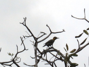 Sipaliwini savanna