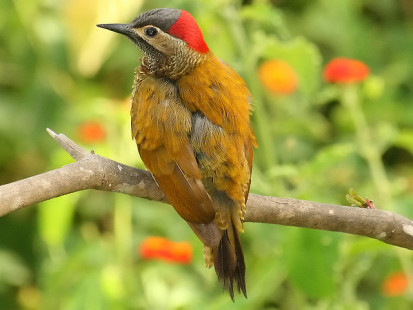 female