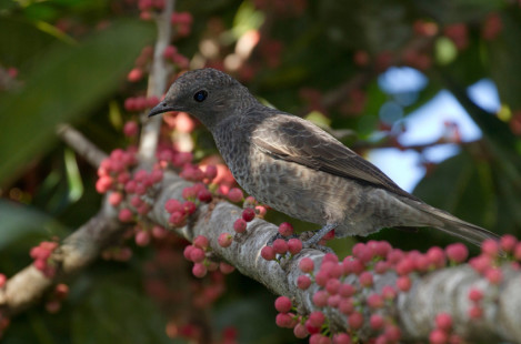 female