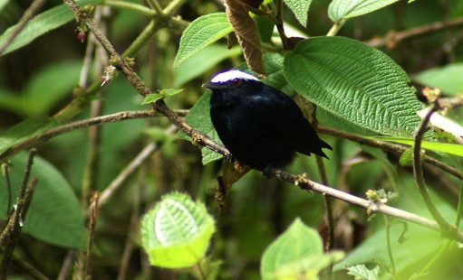 male