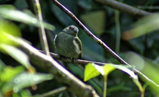 female