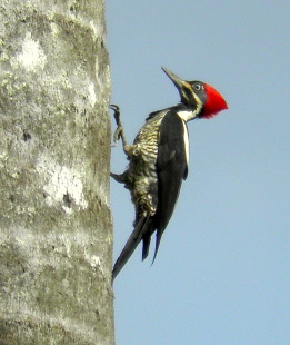 female