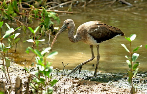 juvenile