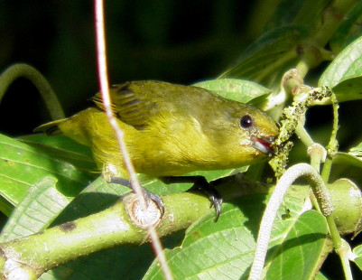 female