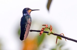 juvenile male