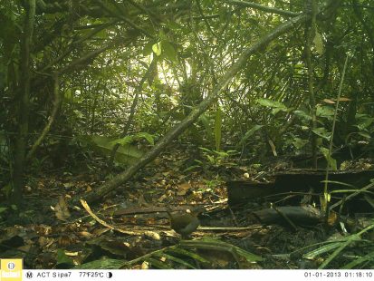 Cameratrap