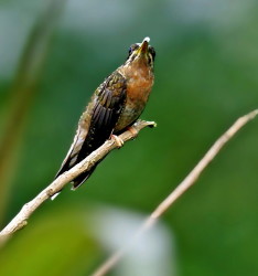 juvenile 