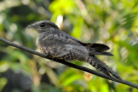 female