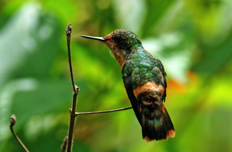 juvenile female