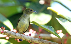 male juvenile