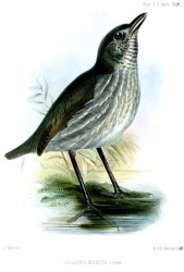 female