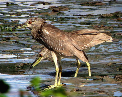 juvenile