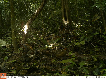 Cameratrap Kwamalasamutu