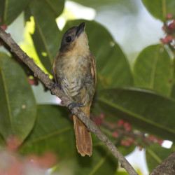 female