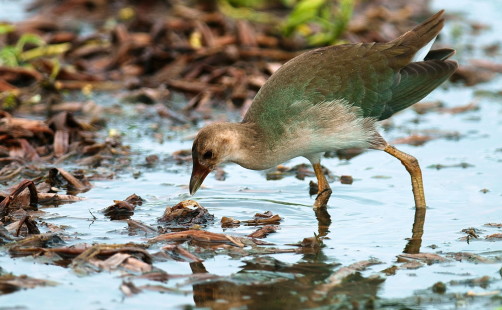 juvenile