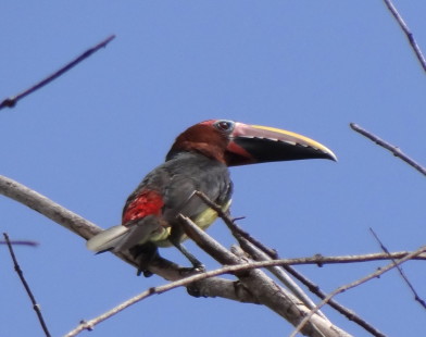 female