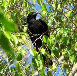 female