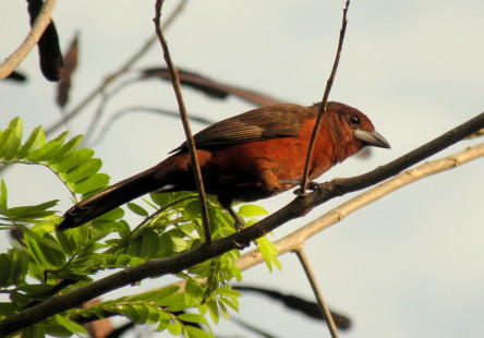 female