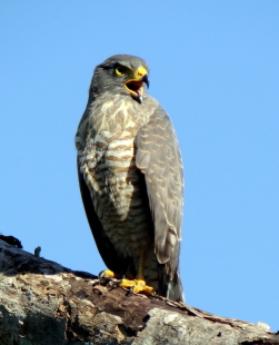 juvenile