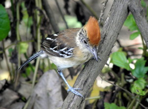 female