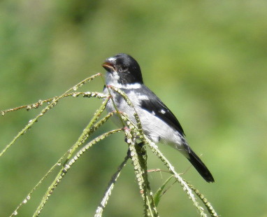 male