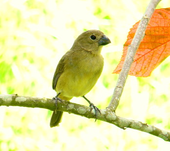 female